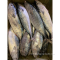 Frozen Orient Bonito Skipjack Tuna For Canned